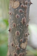 Zanthoxylum ailanthoides