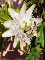 Passiflora caerulea 'Constance Eliott'