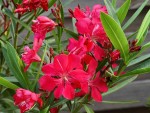 Nerium oleander 'Gant des Batailles'