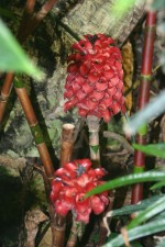 Tapeinochilos ananassae