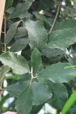 Quercus franchetii