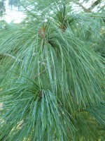 Pinus wallichiana