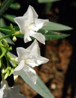 Nerium oleander 'Soeur Agns'