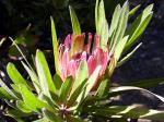 Protea burchelli