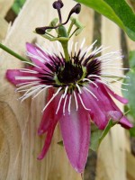 Passiflora 'Victoria'