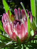 Protea burchellii (Burchell's Sugarbush)