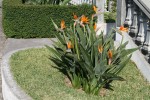 Strelitzia reginae