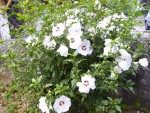 Hibiscus syriacus