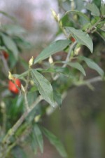 Diospyros rhombifolia