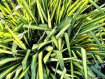 Yucca filamentosa 'Color Guard'