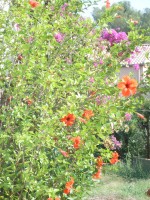 Hibiscus rosa-sinensis