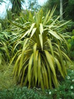 Yucca recurvifolia 'Monca'