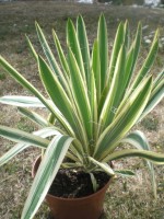 Yucca filamentosa ssp. concava 'Variegata'
