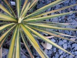 Yucca filamentosa 'Color Guard'