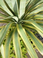 Yucca recurvifolia 'Variegata'