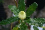 Dryandra praemorsa var. praemorsa