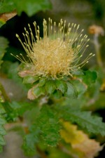 Dryandra praemorsa var. praemorsa