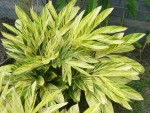 Alpinia zerumbet 'Variegata'