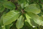 Magnolia campbellii 'Charles Raffill'