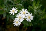 Olearia x scilloniensis
