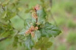 Quercus agrifolia