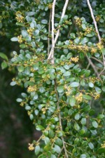 Azara microphylla