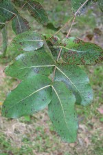 Eucalyptus neglecta