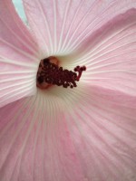 Hibiscus splendens