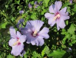 Hibiscus syriacus 'Oiseau Bleu'