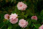 Camellia cuspidata