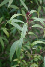 Helwingia chinensis var. chinensis