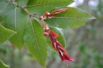 Nothofagus moorei