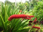 Xeronema callistemon