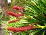 Xeronema callistemon