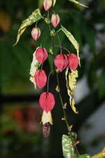 Abutilon megapotamicum