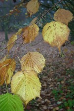 Euptelea polyandra