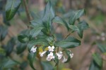 Osmanthus suavis