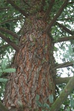Sequoia sempervirens