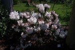 Rhododendron 'Loderi'