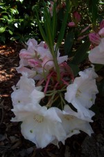 Rhododendron 'Loderi'