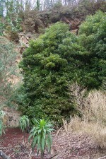 Clethra arborea