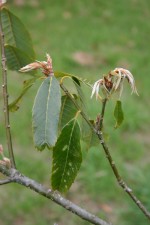 Quercus oxyodon