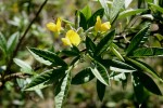 Piptanthus nepalensis