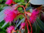 Eucalyptus leucoxylon 'Rosea'