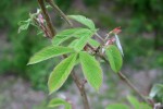 Rubus lineatus
