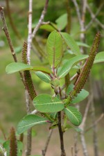 Salix magnifica var. magnifica