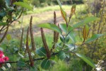 Salix magnifica var. magnifica