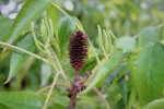 Platycarya strobilacea