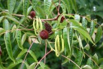 Platycarya strobilacea