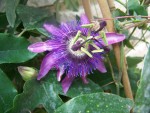 Passiflora x violacea